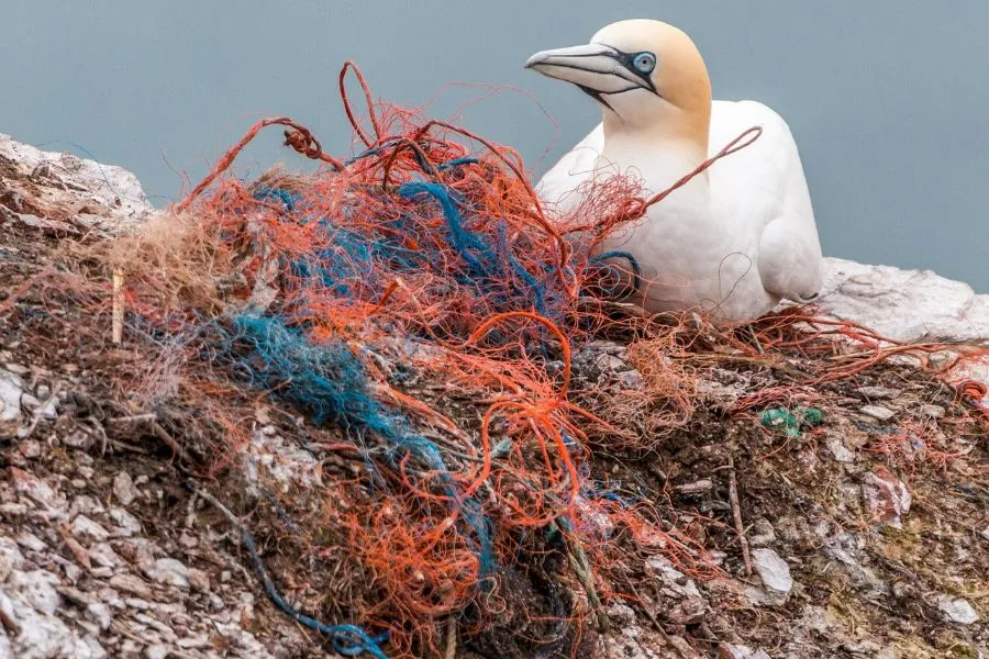 Bird nesting in plastic fishing nets