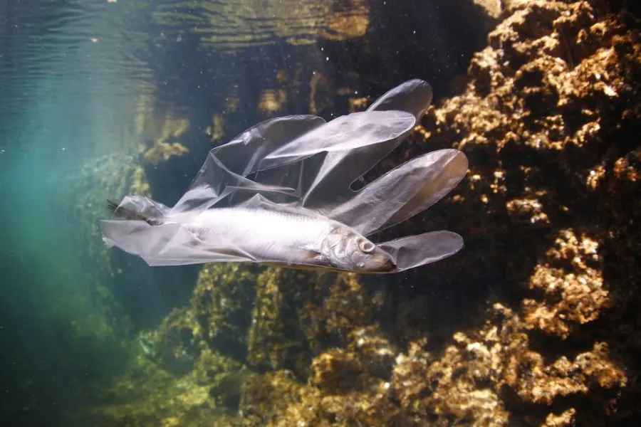 Plastic glove floating in the water