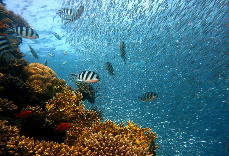 Blue ocean with coral reef surrounded by tropical fish