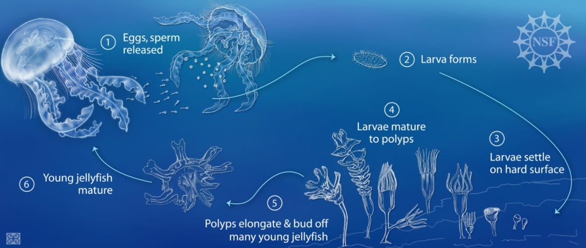 Jellyfish reproduction