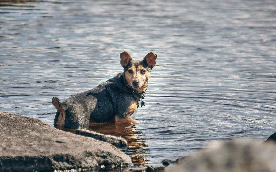 Dog taking a dip in Lantivet Bay