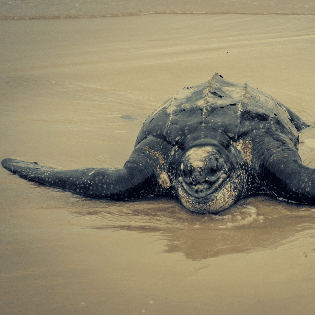 large leatherback turtle moving towards the water on the beach