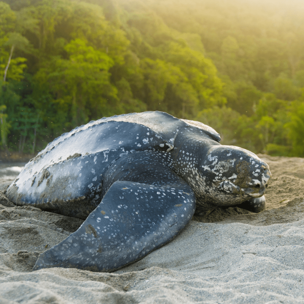 leatherback sea turtle on the beach with green trees in the background