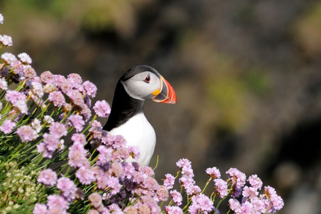 a colourful puffin