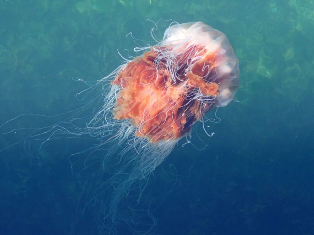 lions mane jellyfish 1