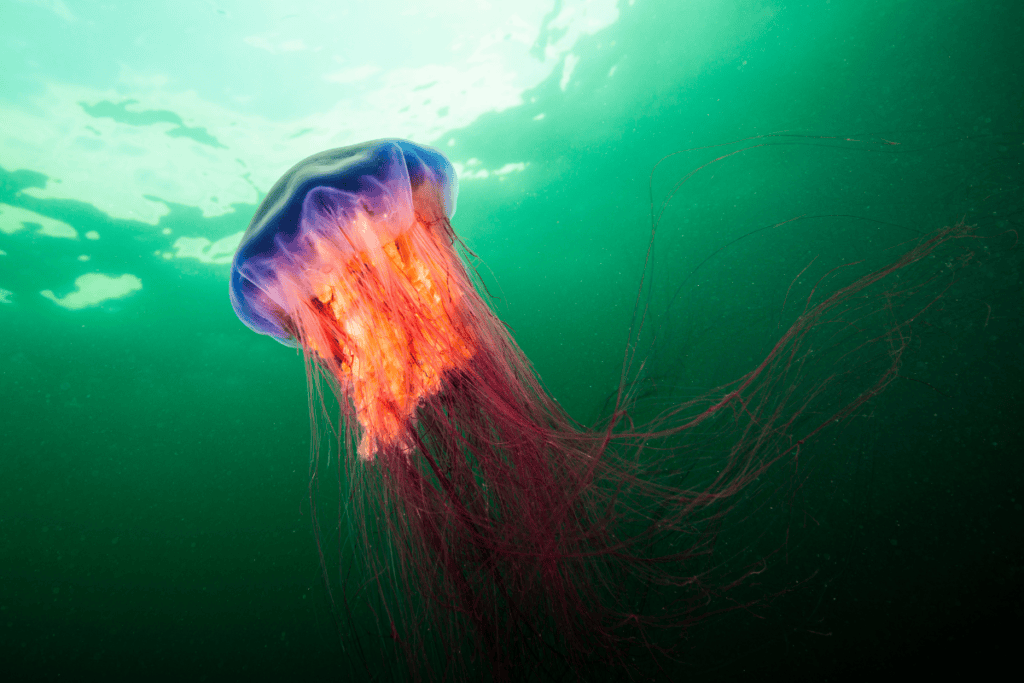 lions mane jellyfish cornwall