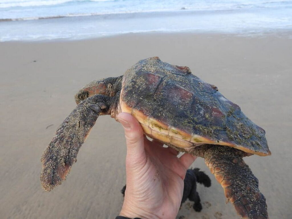 loggerhead turtle