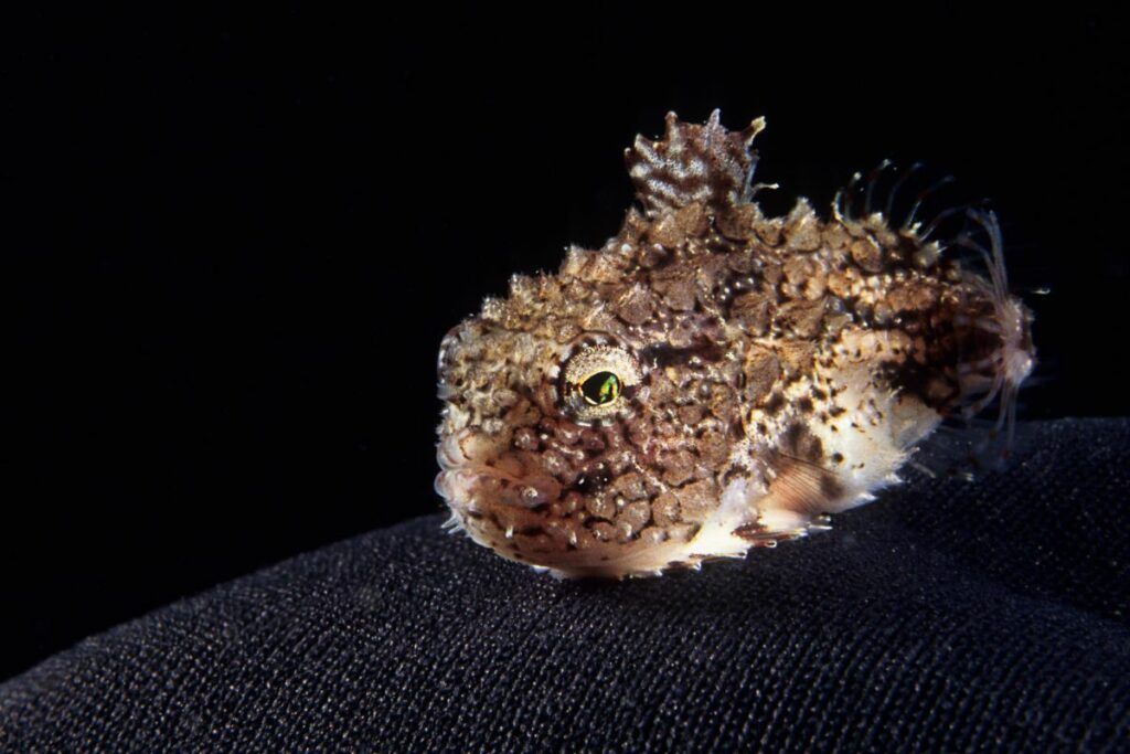 lumpsucker fish