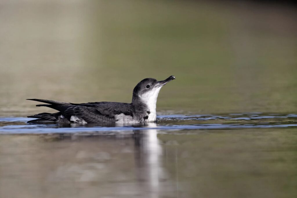 Manx Shearwaters in Cornwall