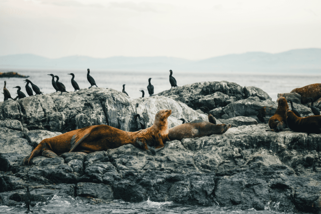 Learn how marine wildlife surveys at Padstow Sealife Safaris provide valuable data on dolphins, seals and seabirds, supporting conservation across Cornwall