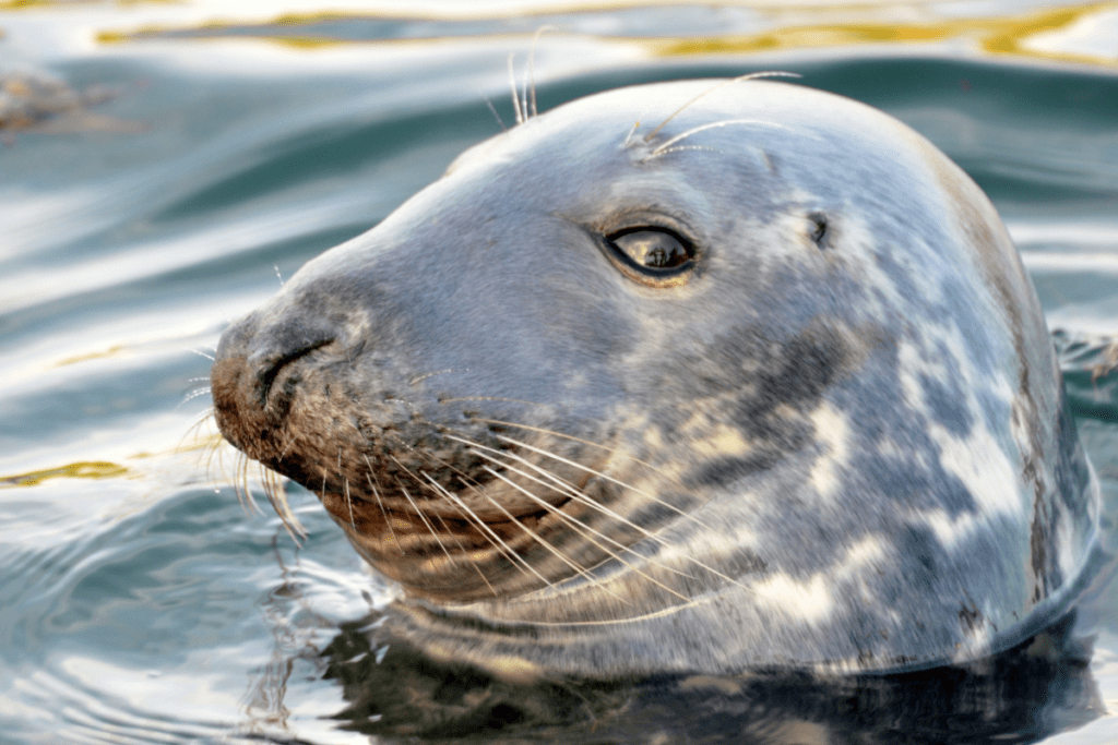 marine wildlife surveys cornwall - seals