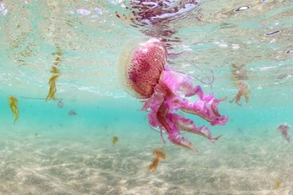mauve stinger jellyfish