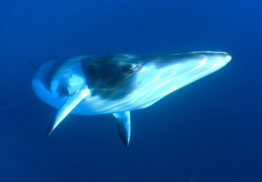 minke whale sightings in Cornwall under the water close up