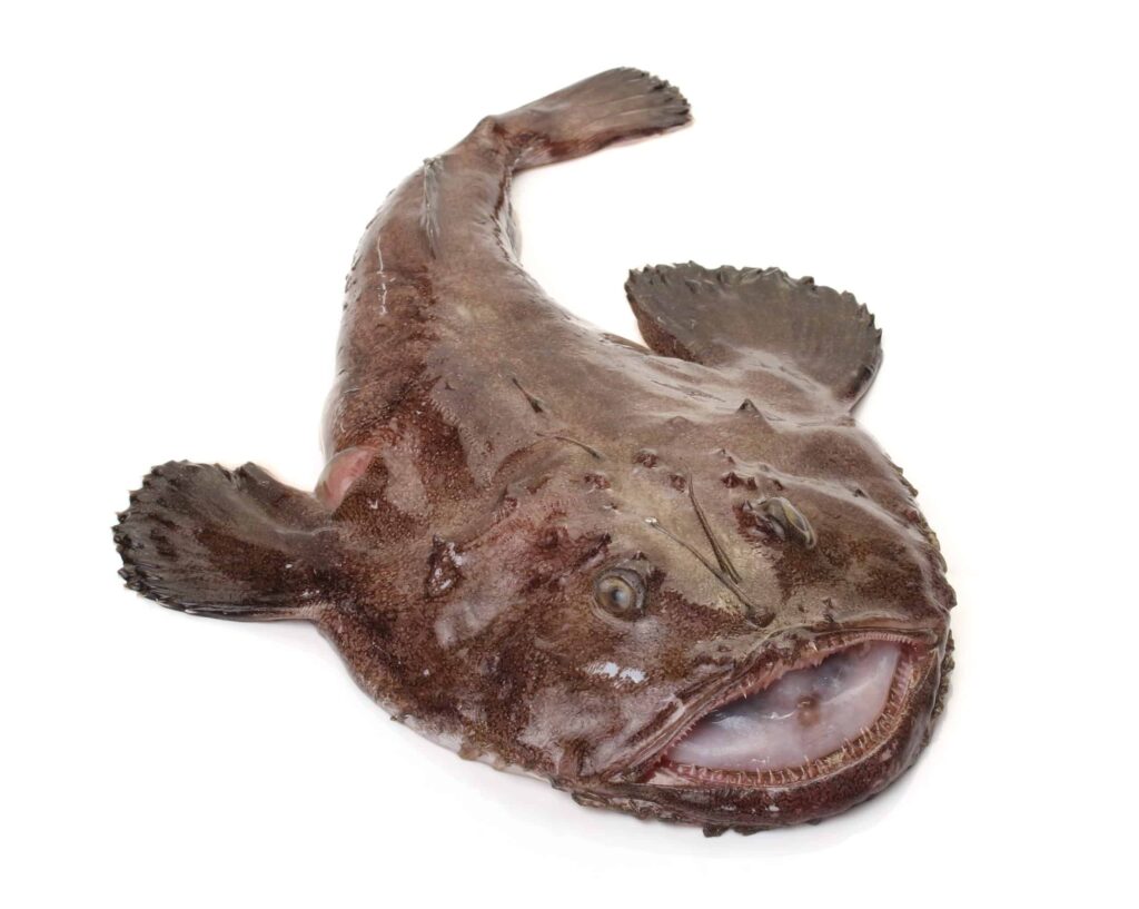 Monkfish 