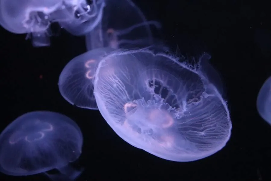 Moon jellyfish