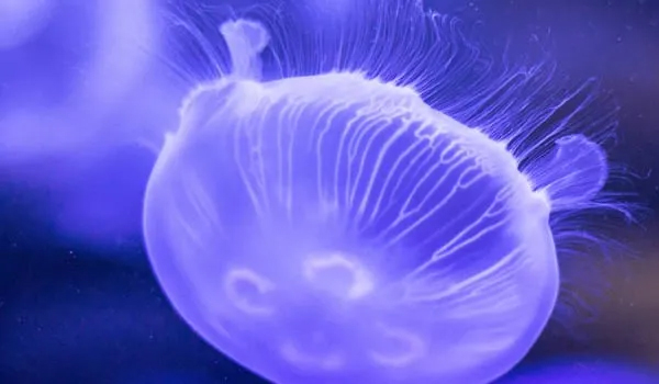 moon jellyfish