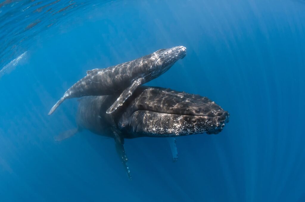 mother and calf humpback whale 2022 10 31 21 11 15 utc
