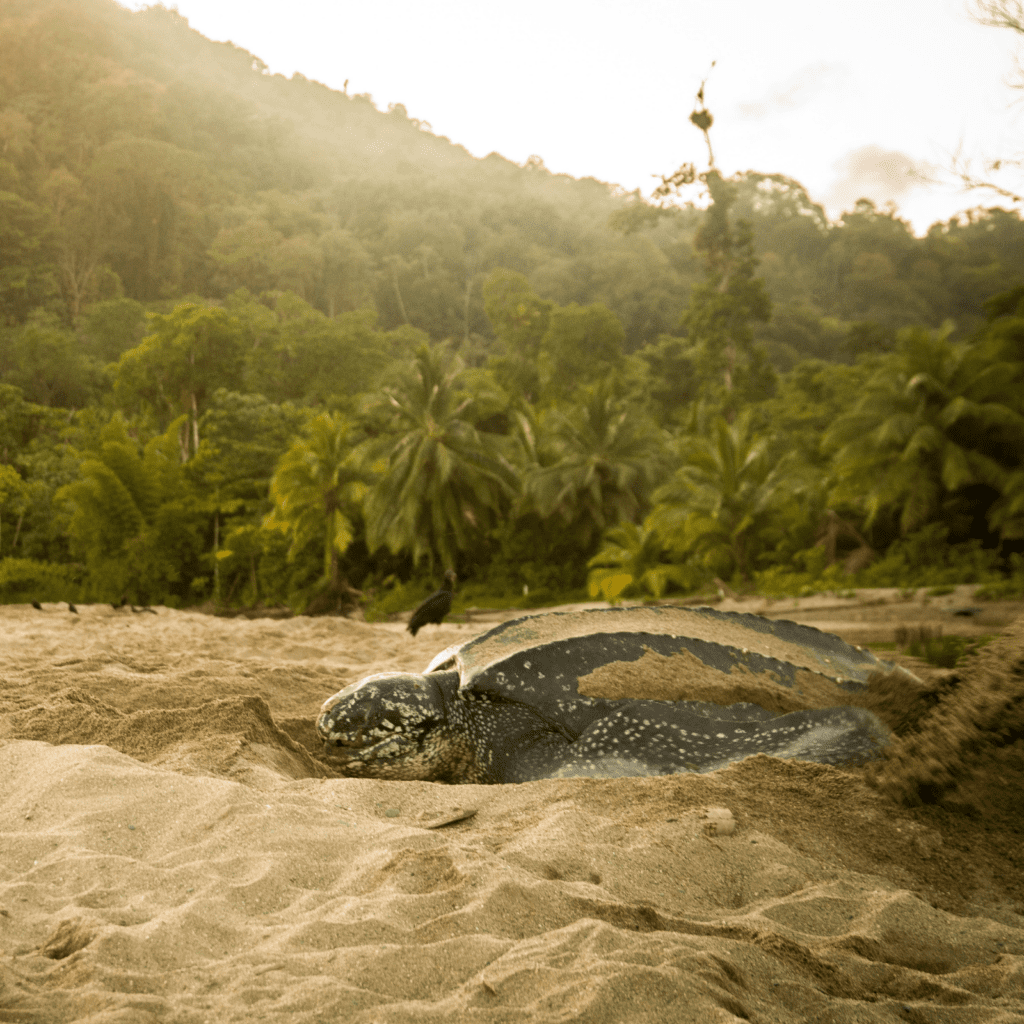 leatherback sea turtle on the beach creating a nest for eggs