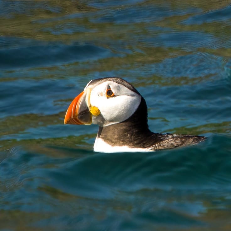Puffin sat on the waves in the sea in North Cornwall
