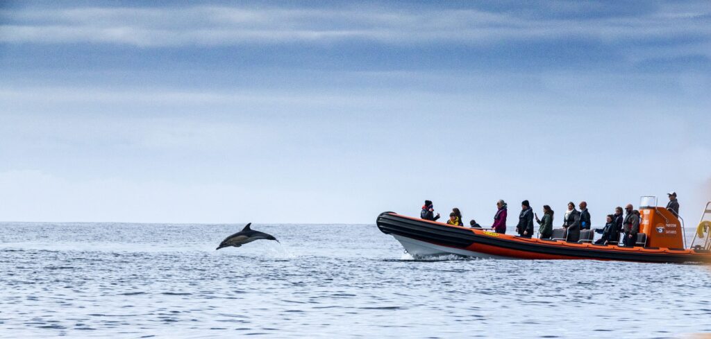 boat trips in cornwall with dolphin jumping out