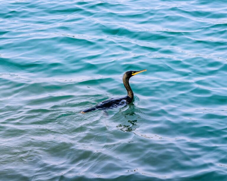 cormorant in water