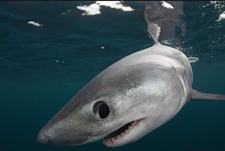 porbeagle sharks underwater