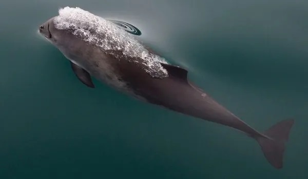 harbour porpoise about to breach the water surface