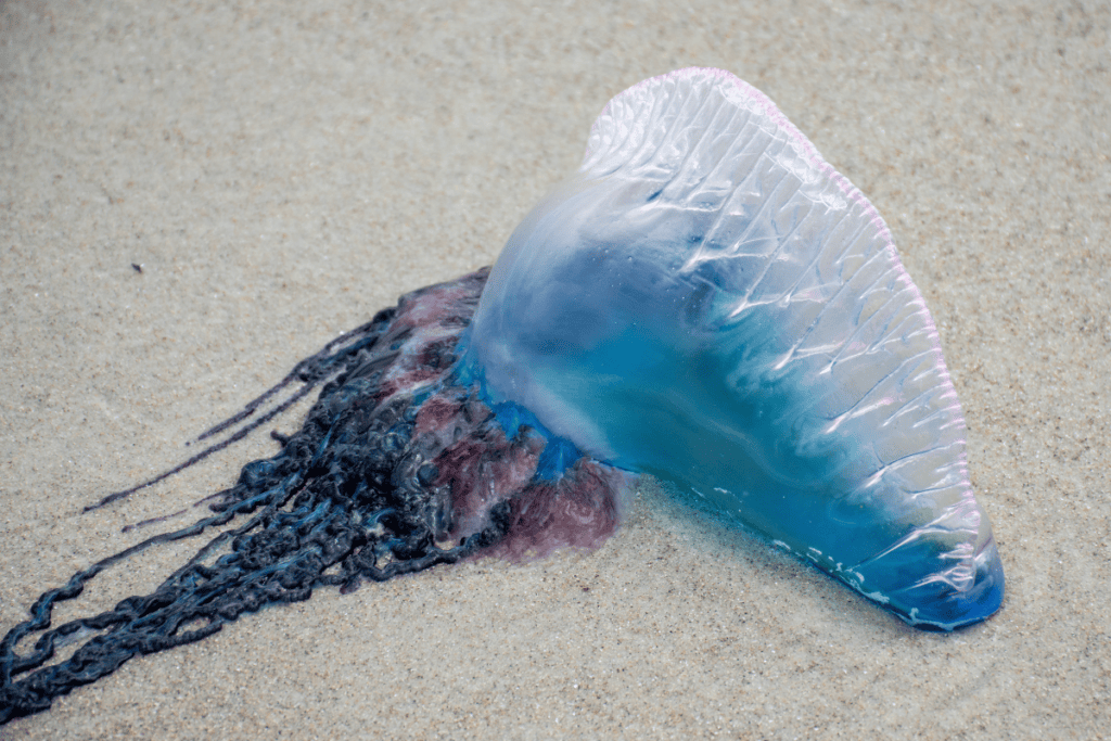 portugues man o war jellyfish in Cornwall