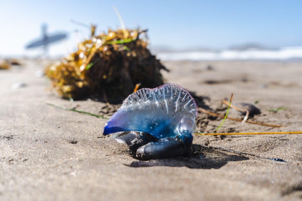 Portuguese man o' war jellyfish