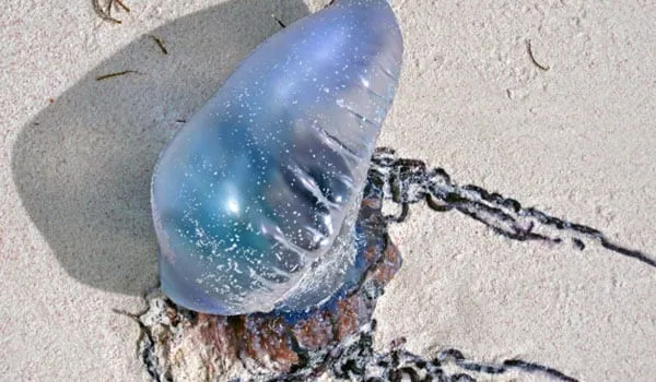 portuguese man o war