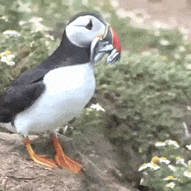 Puffin Gif, carrying fish in mouth