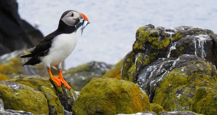 Puffin stood on rocks in Padstow with fish in mouth.