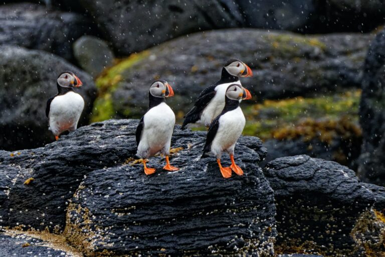 Four puffins stood on black rocks with seaweed looking out at sea.