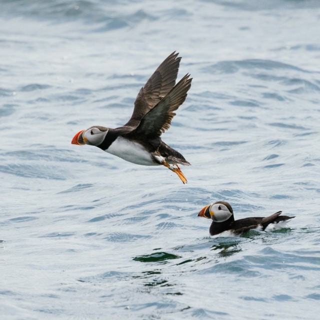 puffin