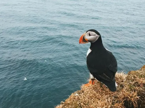 puffins in padstow cornwall