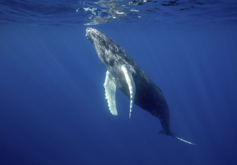 humpback whale photo underwater
