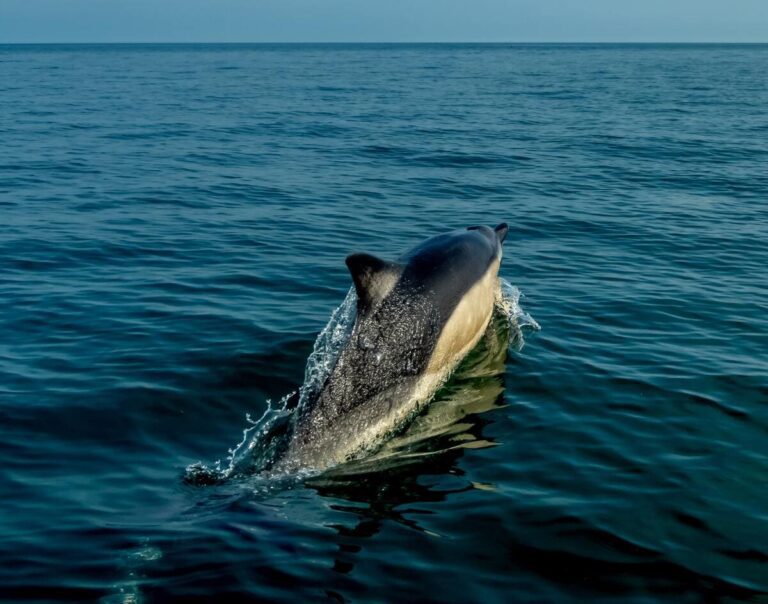 common dolphin swimming spotted on padstow boat trips