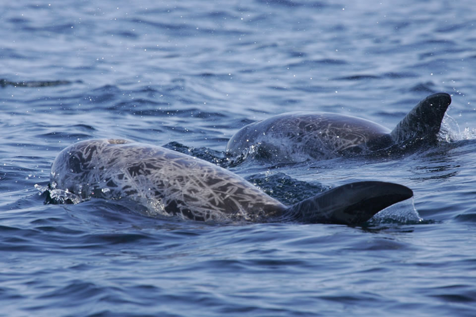 risso dolphin with calf