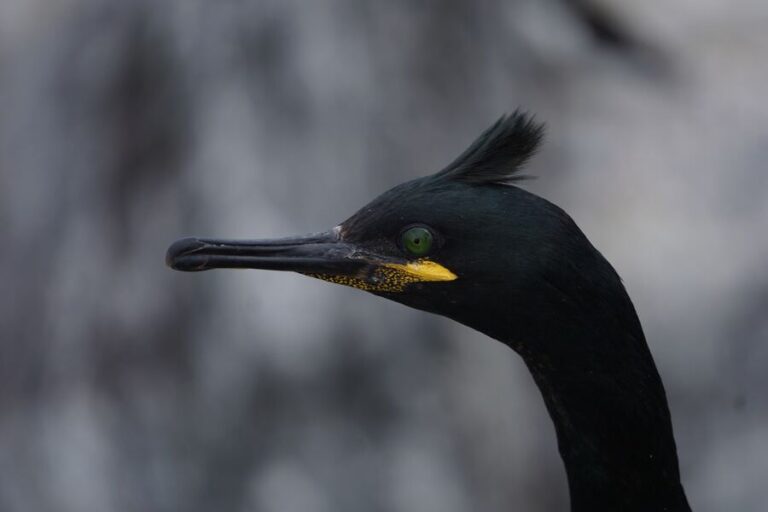 European shag