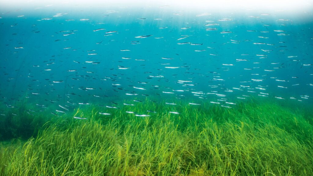 School of Lesser sand eels (Ammodytes tobianus) swimming over an Eelgrass (Zostera marina) meadow in shallow water.