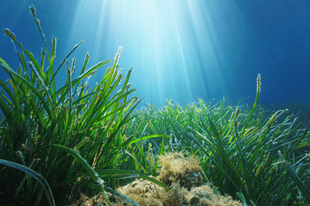 seagrass meadows