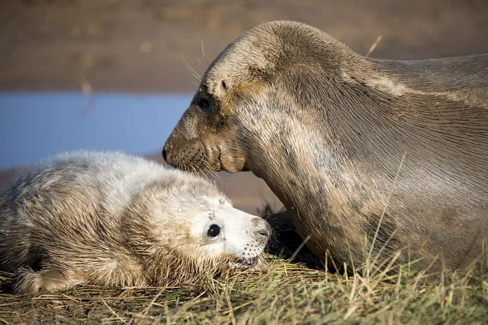 seal baby