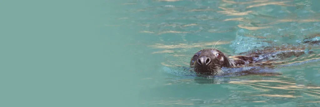 seal swimming towards and looking into the camera