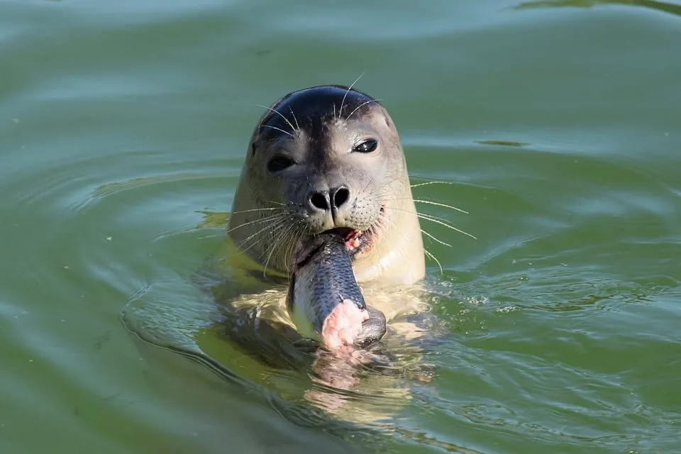 Seal eating fish