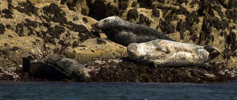 wildlife boat trips scilly isles