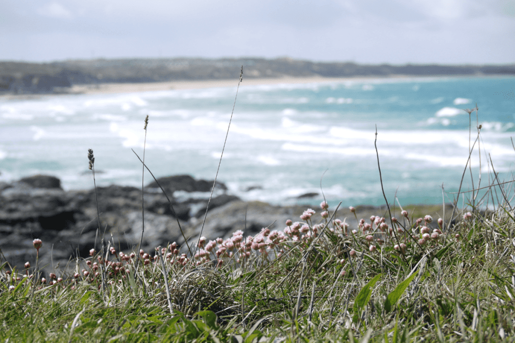 flowers in cornwall in sprng