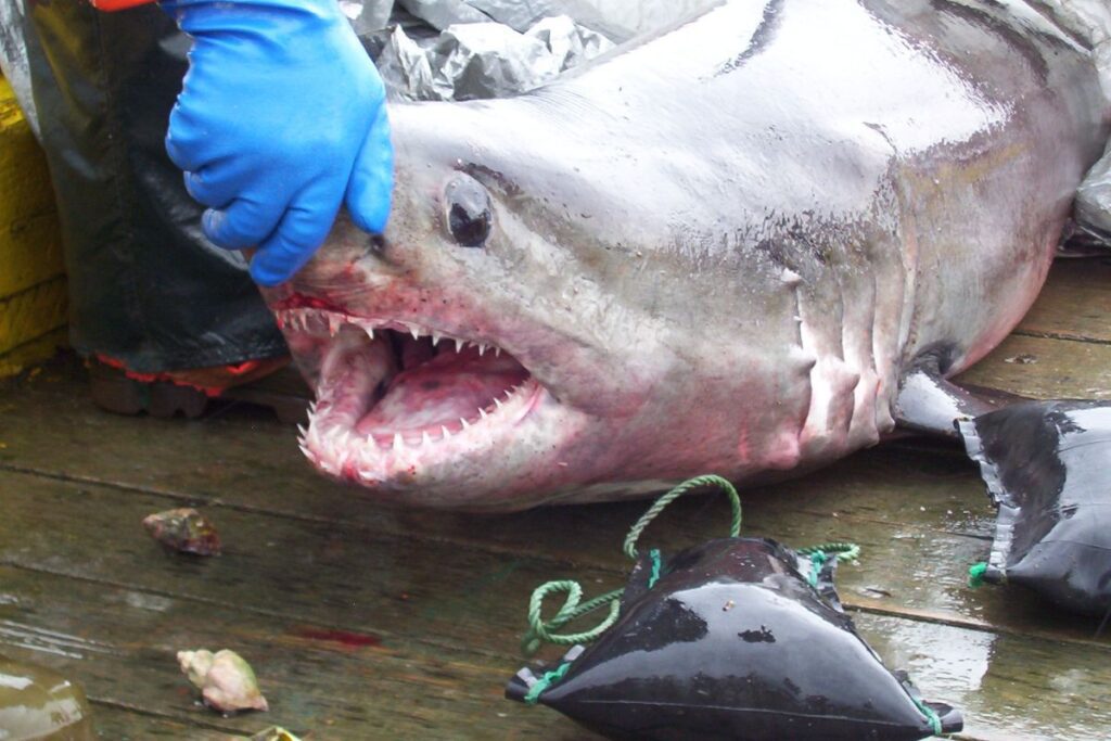 shark fishing