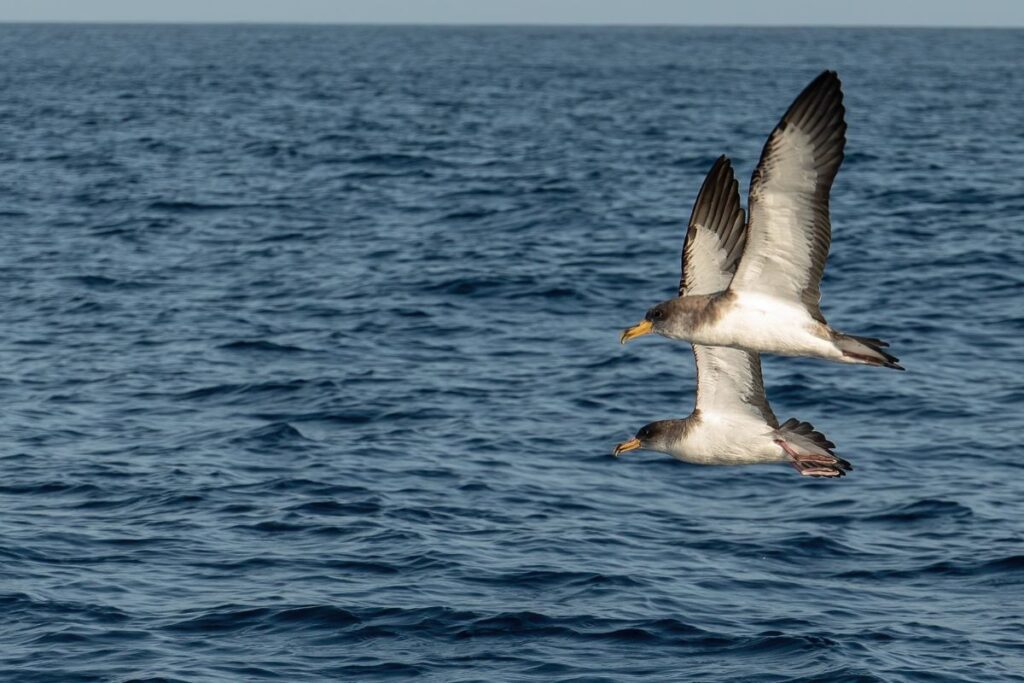shearwaters flying in a pair during a marine wildlife survey