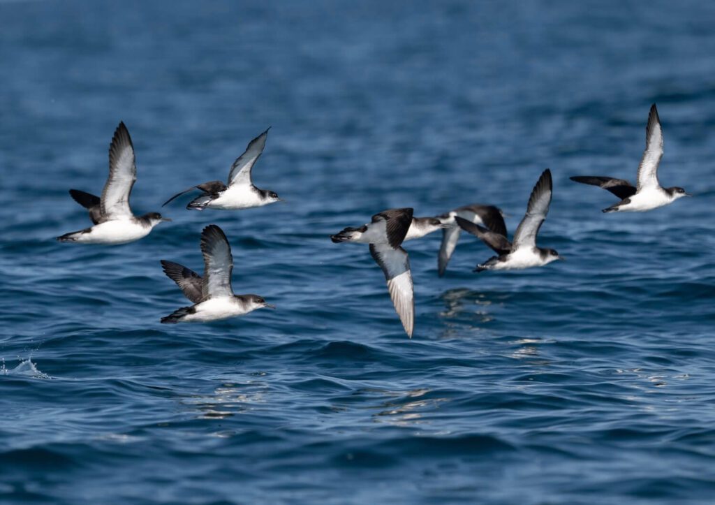 sheerwater birds flying