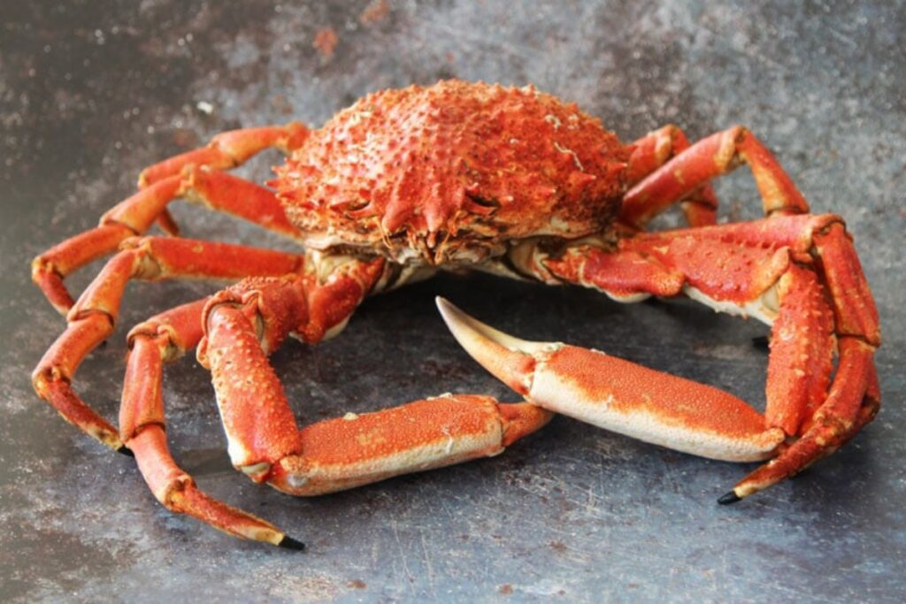 spider crabs cornwall fishing